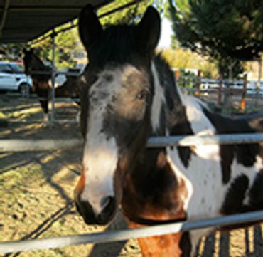 Saving Horses, Inc.