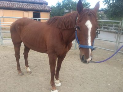 Saving Horses, Inc.