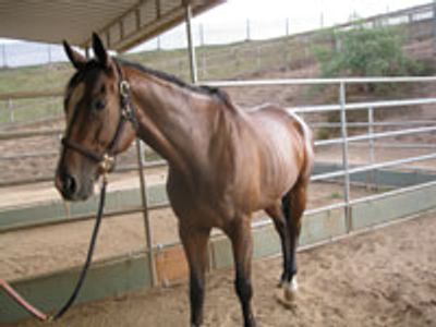 Saving Horses, Inc.