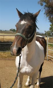 Saving Horses, Inc.