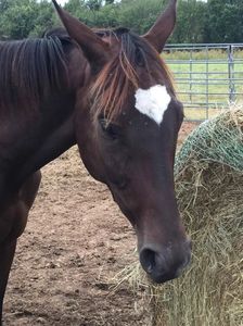 Saving Horses, Inc.
