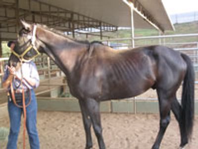 Saving Horses, Inc.