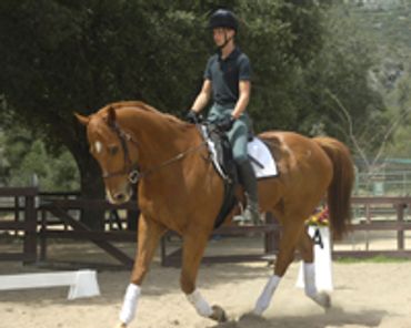 Saving Horses, Inc.