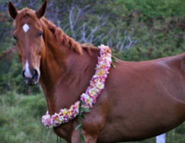 Saving Horses, Inc.