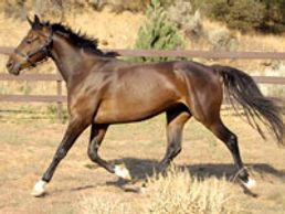Saving Horses, Inc.
