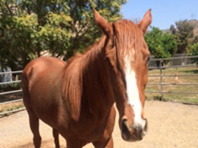 Saving Horses, Inc.