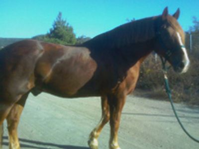 Saving Horses, Inc.