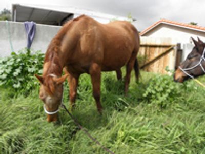 Saving Horses, Inc.