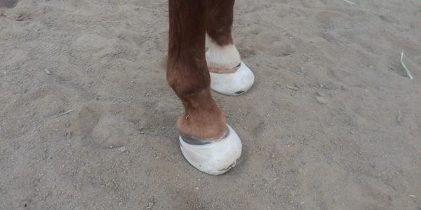 Saving Horses, Inc.