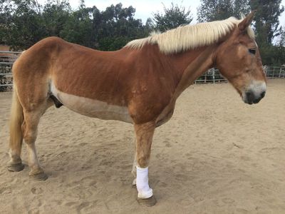 Saving Horses, Inc
