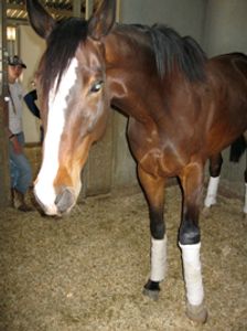 Saving Horses, Inc.