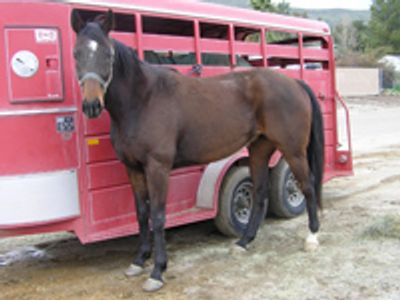 Saving Horses, Inc.
