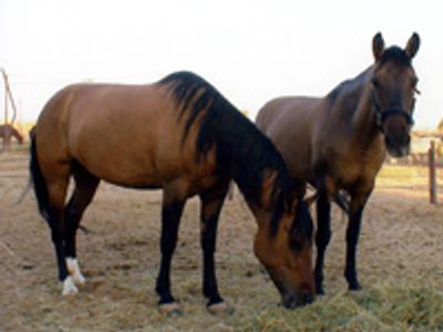 Saving Horses, Inc.