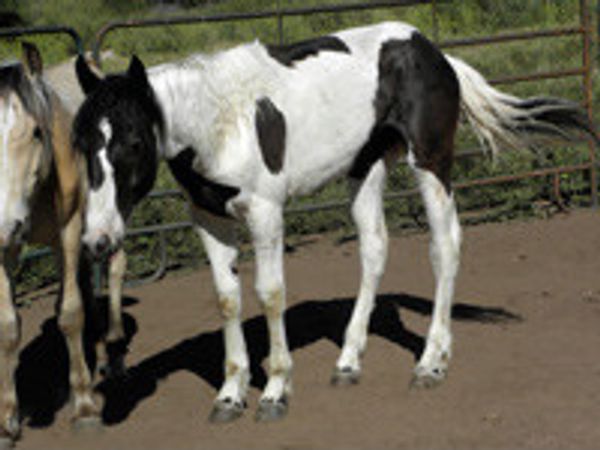 Saving Horses, Inc.