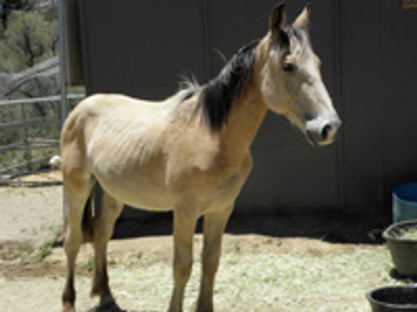 Saving Horses, Inc.