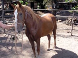 Saving Horses, Inc.