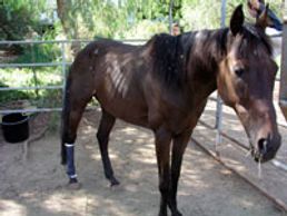 Saving Horses, Inc.