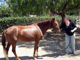 Saving Horses, Inc.
