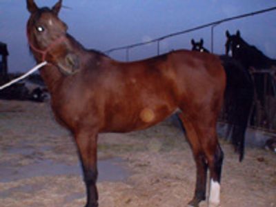 Saving Horses, Inc.