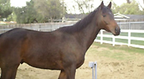 Saving Horses, Inc.