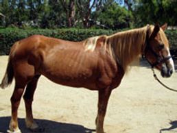 Saving Horses, Inc.
