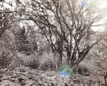 The-Orchard.org is a grove of over 30 Tree of LIfe (rowanberry), among the oldest in the world