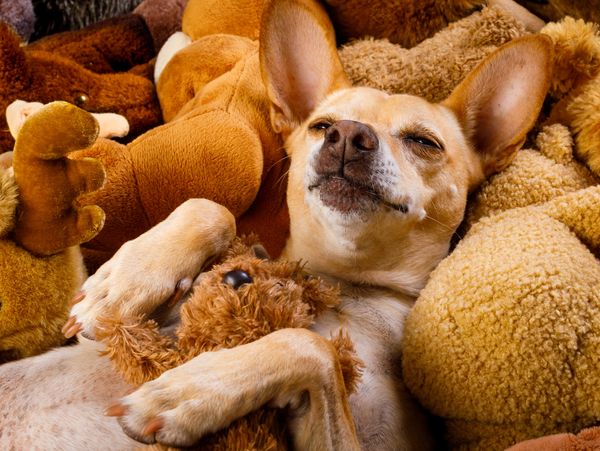 Pile of assorted plush and squeaky dog toys.