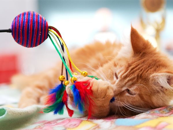 Kitten playing with toy