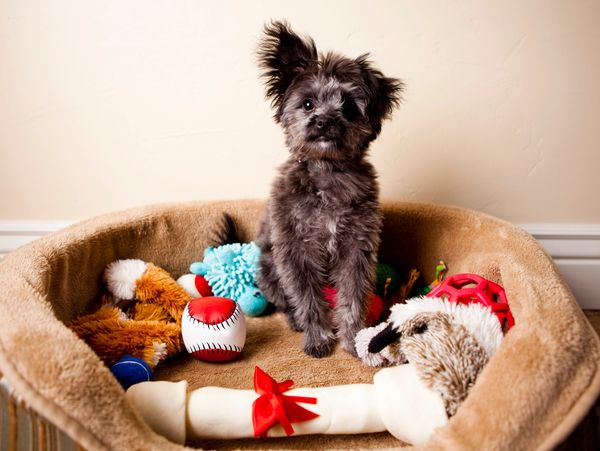 Puppy in bed with toys