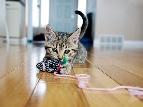 Kitten with a bow tie batting at a long pink feather toy.