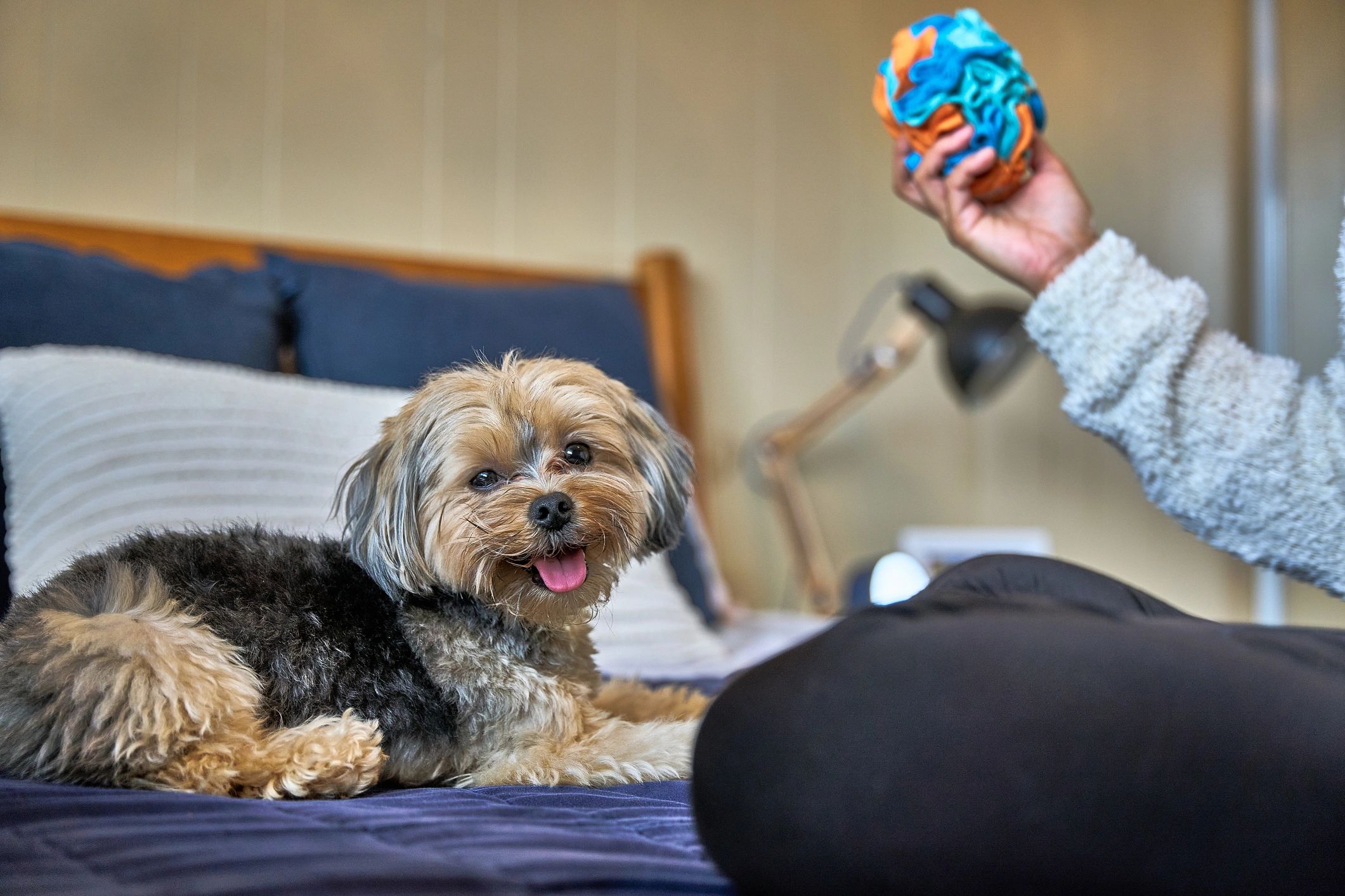 Person holding a blue toy and petting a small, shaggy dog outdoors.