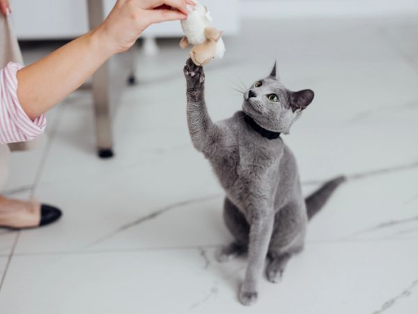 Gray kitten playing with a toy wand on a light wooden floor.