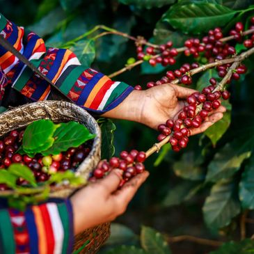 Raw coffee cherries on coffee bush.