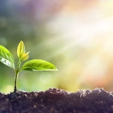 A young green plant sprouting from fertile soil under bright sunlight.