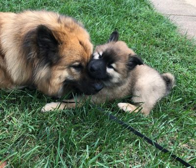 Two dogs nuzzling on grass.
