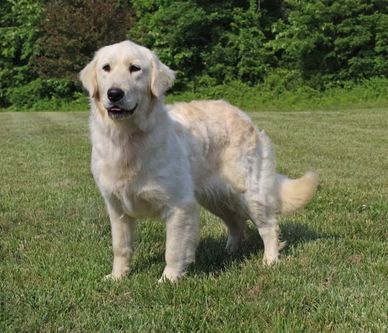 Golden retriever standing on grass with trees in the background.