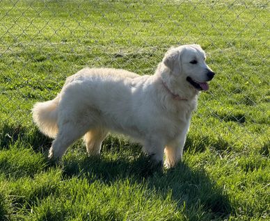 Golden retriever standing on grass near a chain-link fence in sunlight.
