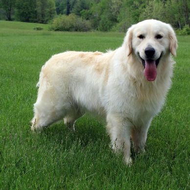 A happy golden retriever standing on green grass with tongue out.