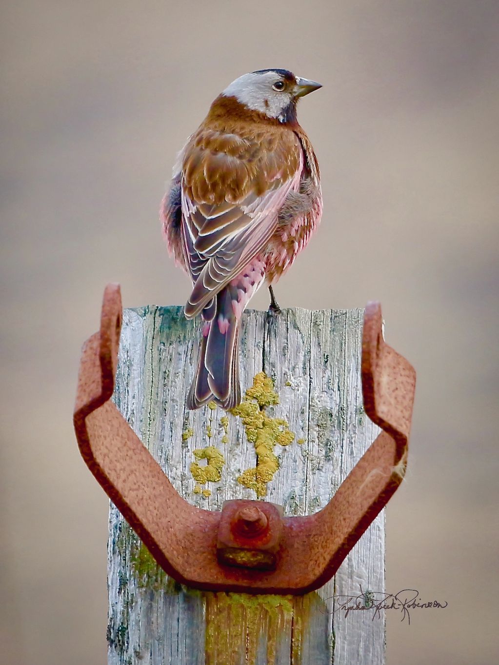 Finch on a Fencepost