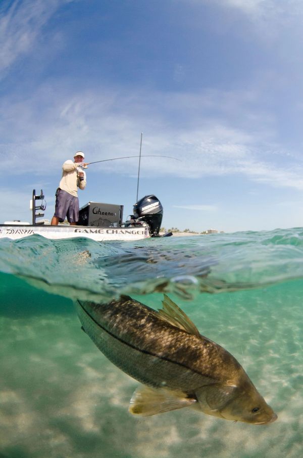 Snook fishing charters Jupiter, Florida 