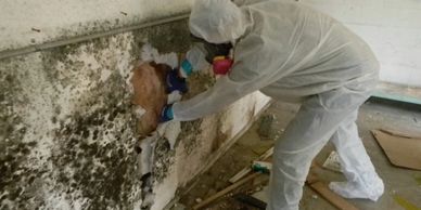Remediation Removal, Mold Removal and Cleanup