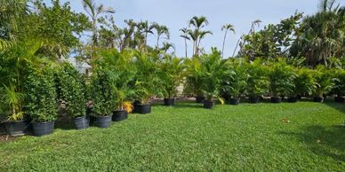 Tree, shrubs, palm trees planting service.