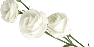 white rose for casket or urn