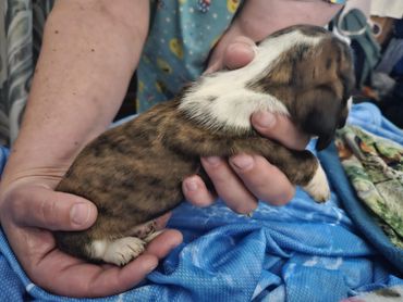 A person gently holding a small brindle and white puppy.
