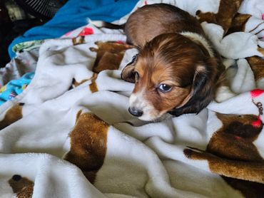 A small puppy lying on a white blanket with brown dog patterns.