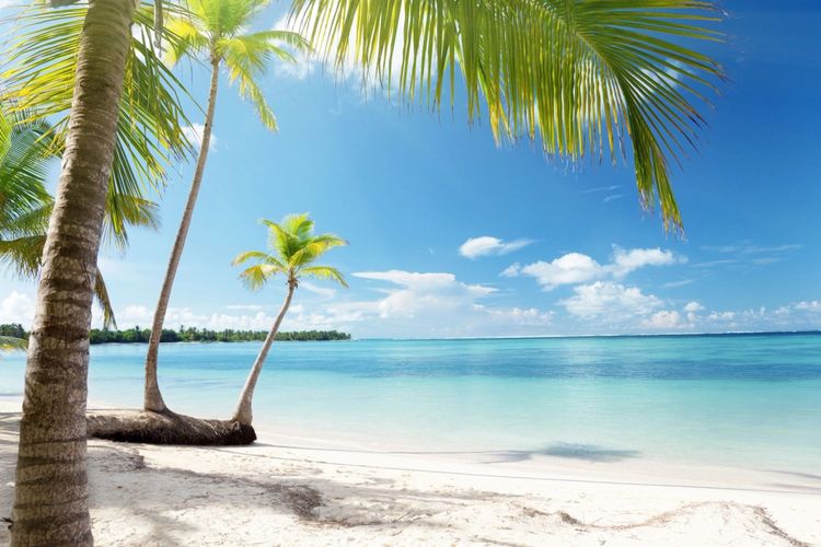 Tropical apparel