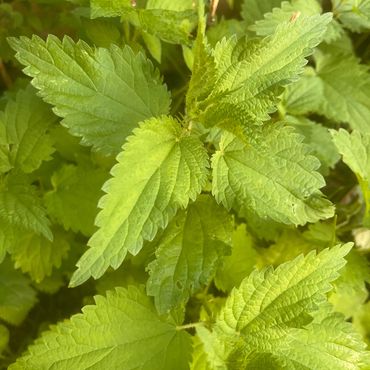 Close-up of green nettle leaves with serrated edges and visible veins.