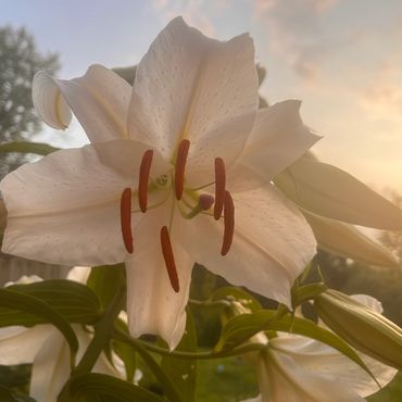 Close-up of a white lily flower with orange stamens at sunset.