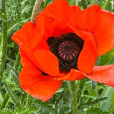 Close-up of a vibrant red poppy flower with green foliage.