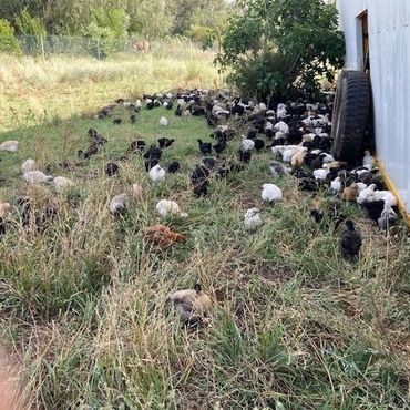 A large flock silkie chickens enjoying the sun and grass.